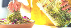 The Sprouting Company – Get 10% Off Site-wide